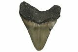 Serrated, Fossil Megalodon Tooth - North Carolina #338575-1